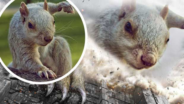 Brown Squirrel In Action Spurs Best Photoshop Battle Youll Ever See