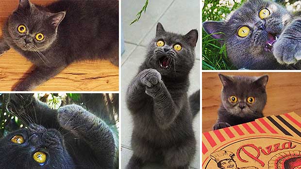 Cat Has the Most Amazing Facial Expressions and You’ll Instantly Fall in Love