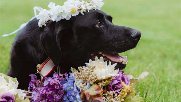 Dying Dog Lives Just Long Enough to See His Owner Walk Down the Aisle