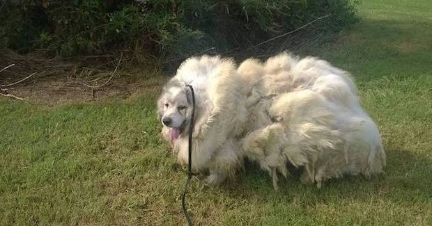 Source: Amanda Brooke Charsha-Lindsey