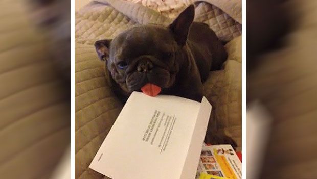 Sleepy Dog Has a Sticky Tongue. Just Wait Until You See What He Does When He Wakes Up!