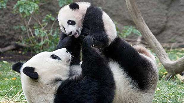 Giant Pandas Are No Longer Listed as Endangered Species