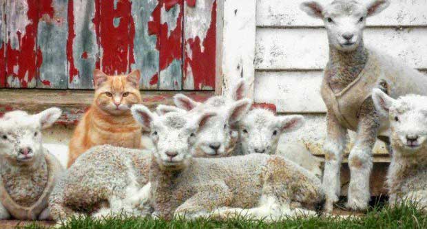 There’s Nothing Sheepish About This Cat Who Thinks He’s a Lamb