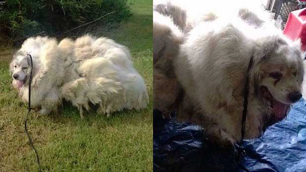 See the Amazing Transformation of This Neglected Dog After Shedding 35 Pounds of Fur