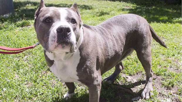 Source: Montreal Gazette