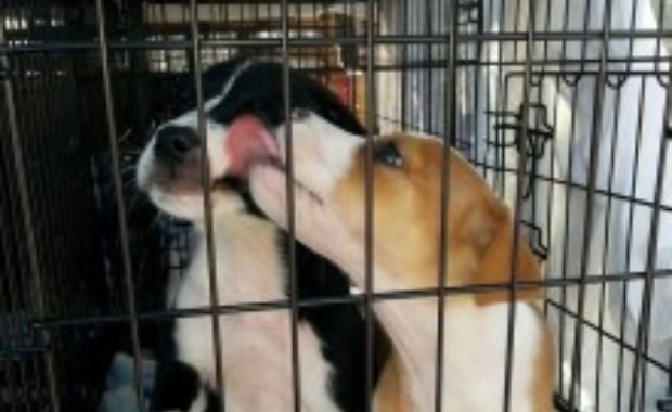 Source: East Coast Paws Transport