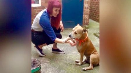 Pit Bull Only Has Time for Belly Rubs, Thanks