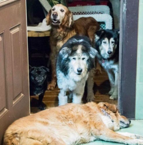 Source: Old Friends Senior Dog Sanctuary