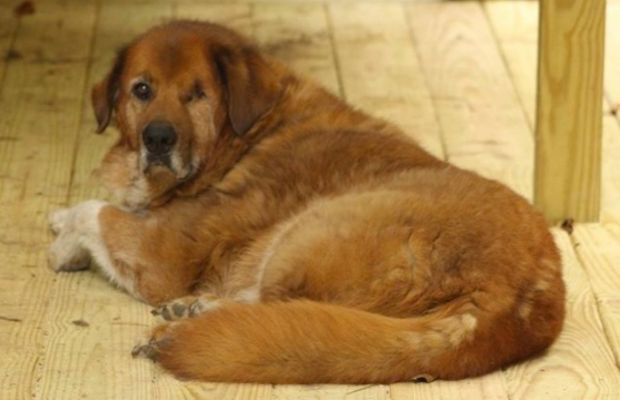 Source: Old Friends Senior Dog Sanctuary