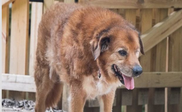 These Owners Found Their Missing Dog Thanks to a Viral Facebook Post