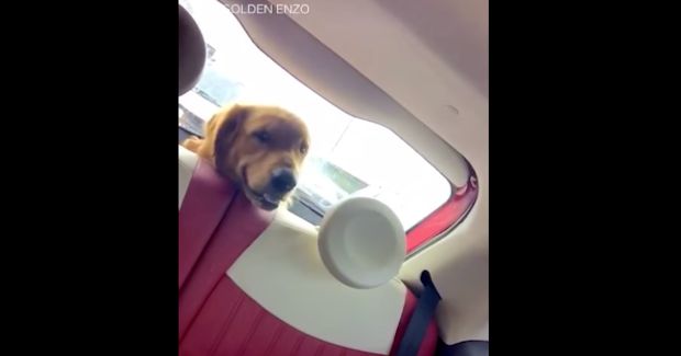 Watch This Dog Freak Out Over Windshield Wipers