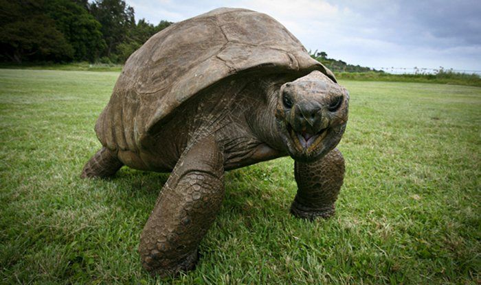 Meet Jonathan, the 182-Year-Old Giant Tortoise and Oldest Land Creature ...