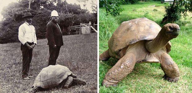 Tortoise2
