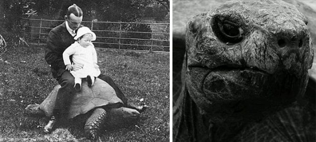 Tortoise3