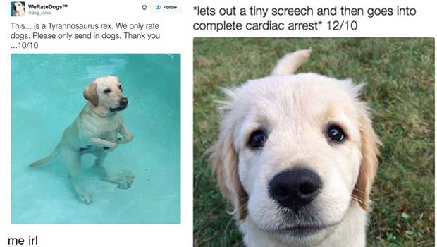 Source: Twitter/WeRateDogs