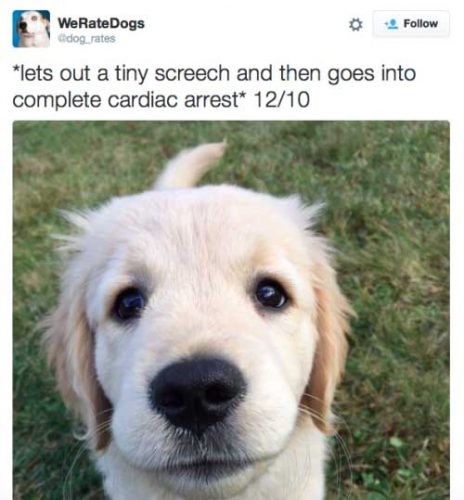 Source: Twitter/WeRateDogs