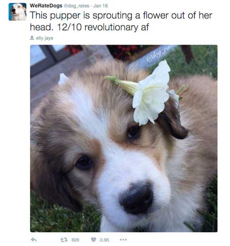 Source: Twitter/WeRateDogs