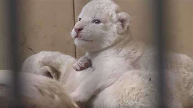 Help Welcome These Baby White Lions Into the World