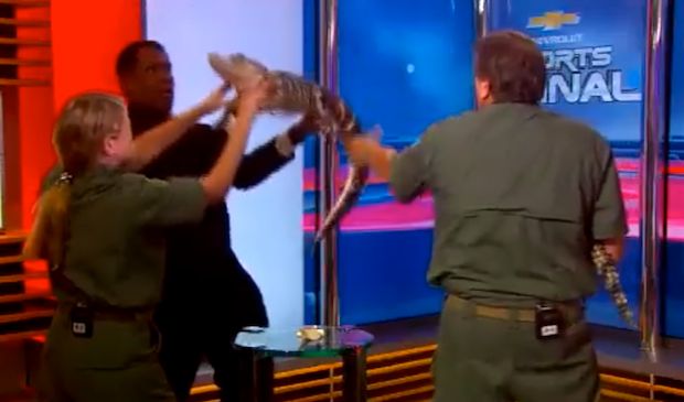 Watch News Anchor Wrestle With Angry Gator on Live TV