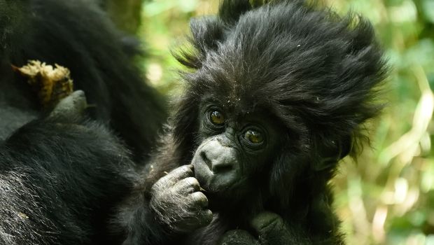 Source: Keiko Mori/Kwita Izina