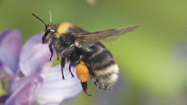 The (Busy, Busy) Bumble Bee Could Be Endangered