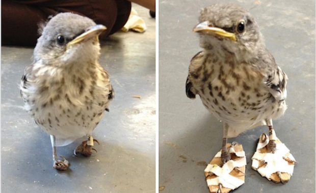 Veterinarians Crafted Tiny Shoes to Help a Bird With Deformed Feet