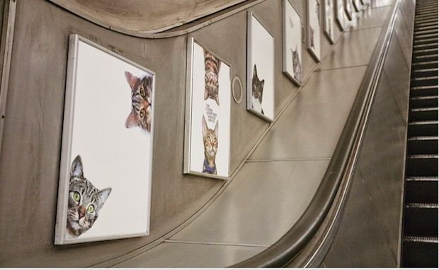 A London Underground Station Has Been Taken Over by Cats