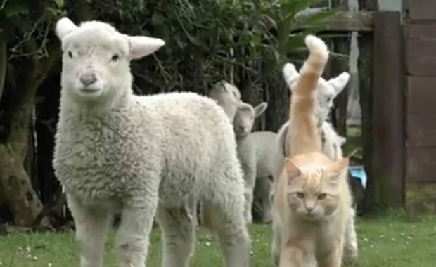 Source: Local Focus NZ Herald