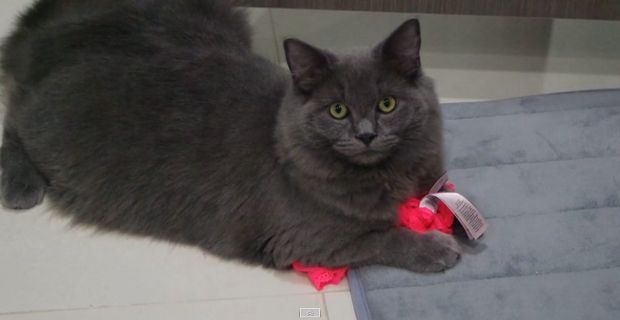 Woman’s Underwear Mysteriously Kept Appearing All Over the House, Now She Knows Why