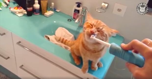 Watch This Cat Get Brushed, Toothbrushed