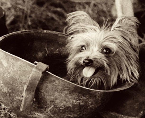 dog1