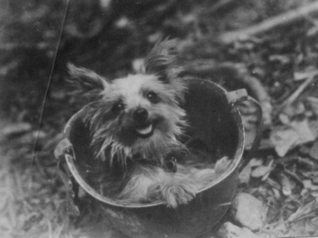 dog2
