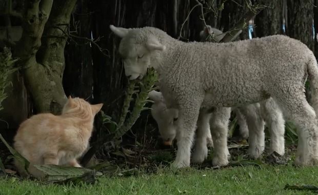 Source: Local Focus NZ Herald