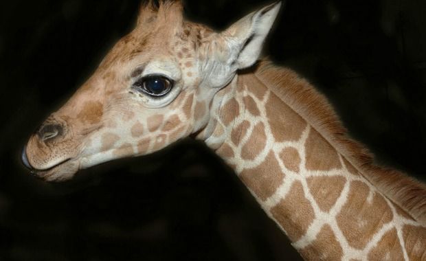 Source: TraerScott- Giraffe, five weeks old
