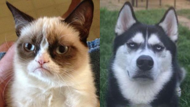 You’ve Met Grumpy Cat, Now Meet Grumpy Dog