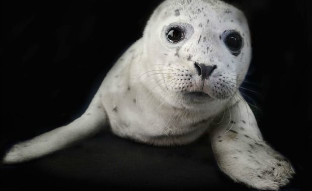 These Portraits of Baby Animal Orphans Are Adorably Astounding