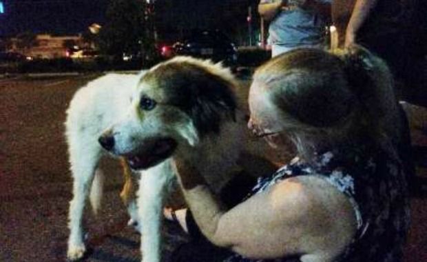 Missing Dog Is Reunited With Mom After 1,100 Mile Journey