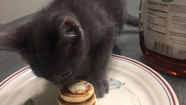 This Guy Cooked Tiny Pancakes for His Tiny Kitten