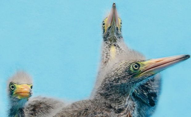 Source: Traer Scott- Green Heron, three weeks old