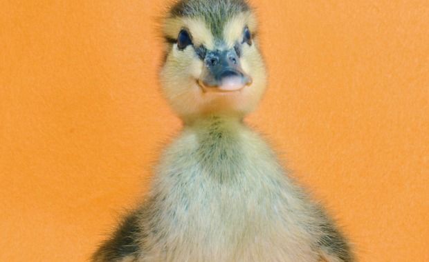 Source: Traer Scott- Mallard Duckling, one week old