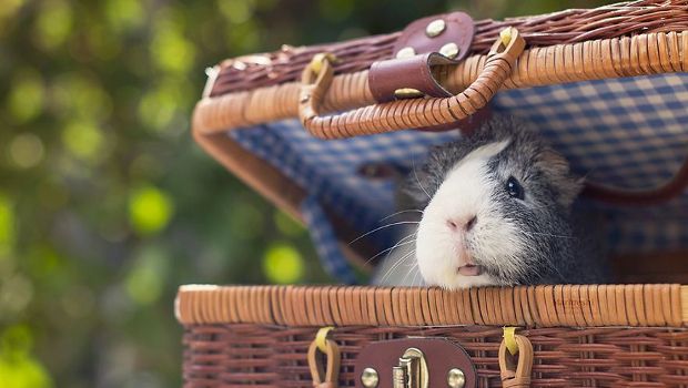 Source: Marloes van Antwerpen