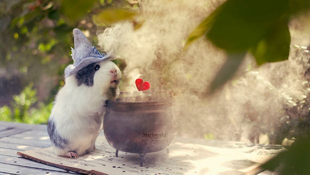Have You Met Mieps, the Guinea Pig so Photogenic It Must Be Magic?
