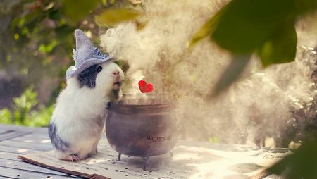 Have You Met Mieps, the Guinea Pig so Photogenic It Must Be Magic?