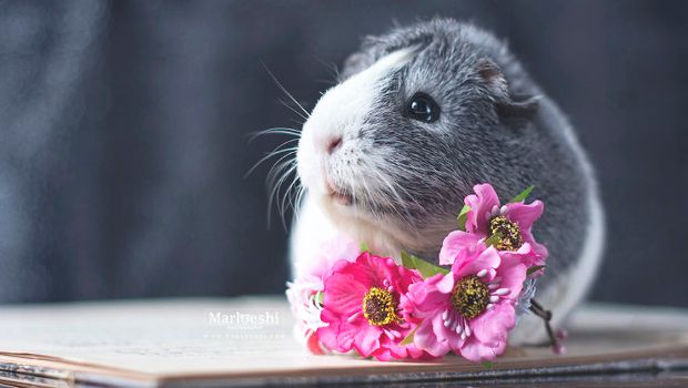 Source: Marloes van Antwerpen