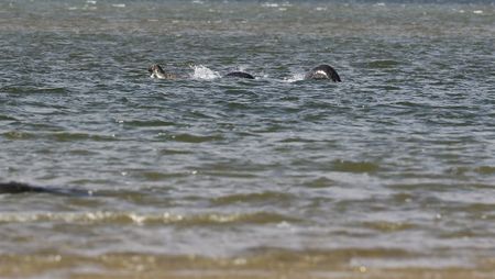 This Photo Might Finally Prove the Loch Ness Monster’s Existence