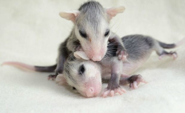 Source: Traer Scott - Opossum, four weeks old