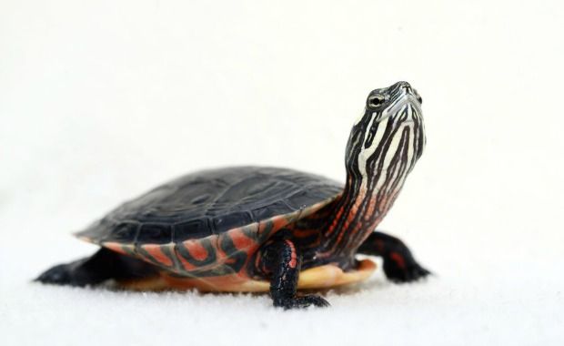 Source: Traer Scott- Painted Turtle, less than one year old