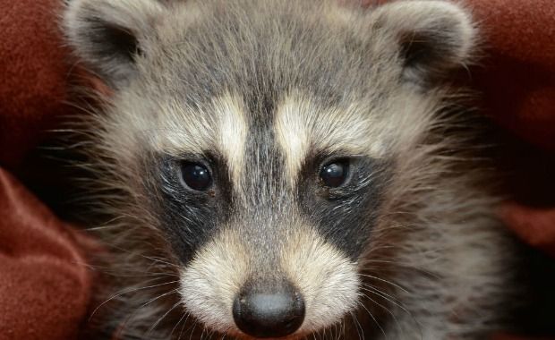 Source: Traer Scott- Raccoon, four weeks old