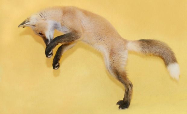 Source: Traer Scott - Red fox, eight weeks old