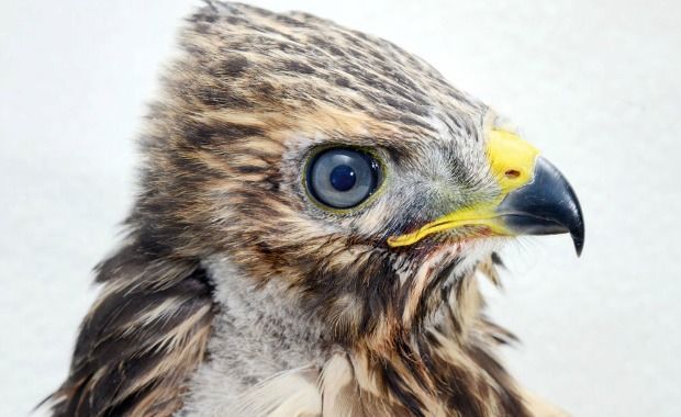 Source: Traer Scott- Red-Shouldered Hawk, three weeks old